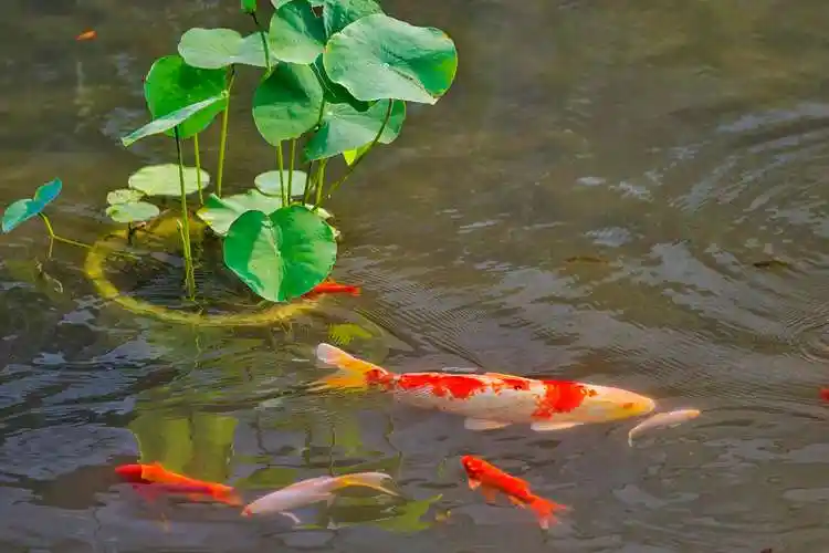 夏日观鱼———活水公园鱼塘景观鱼实拍