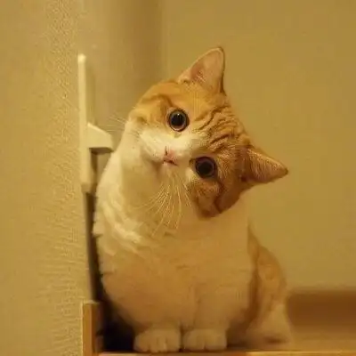 一组可爱的歪头杀暴击