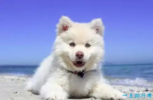 世界十大最可爱动物 小猫占据第一名!