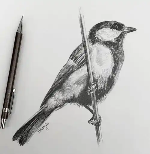 8小时画了一只猎鹰活灵活现的各种鸟类素描果断收藏