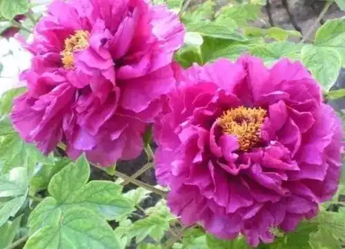 12今天8月18送你18朵发财花祝我的朋友富贵平安