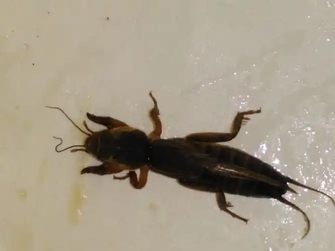 这是什么虫子,虫子吃什么?