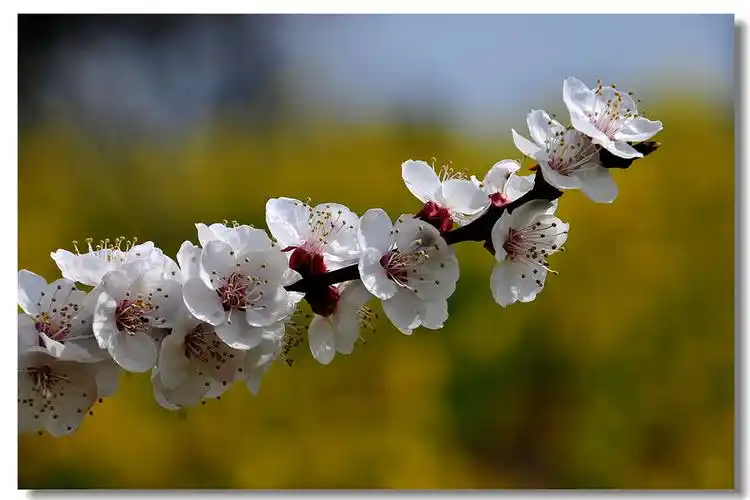 杏花村里拍杏花