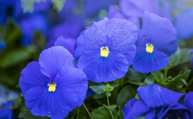 蓝色蝴蝶兰背景图片春天插画手绘花卉边框花朵背景粉色植物水彩小清新