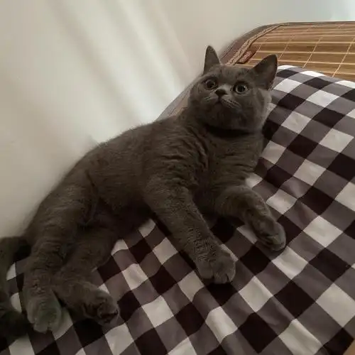 讨论公蓝猫五个半月八斤多请问是不是太胖了