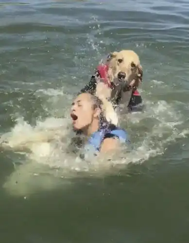 主人戏水被狗压在身下!照片被做成表情包遭网友疯传.