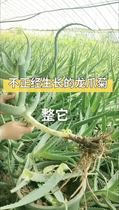 木立芦荟#龙爪菊老根切掉经过晾晒半个月重新栽种成活率高-度小视