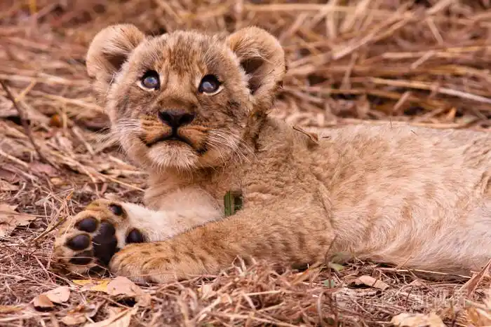 查找小可爱的狮子