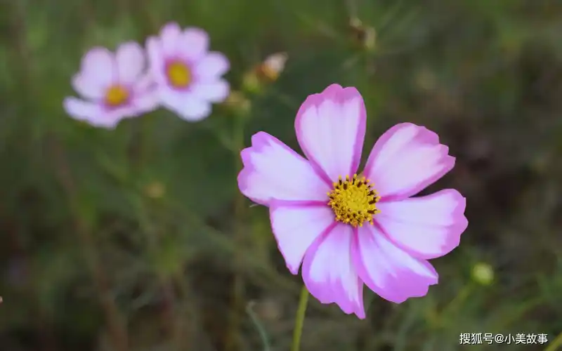 十二星座天生注定最适合做夫妻的星座配对看看有你吗