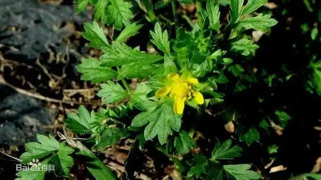 菊叶委陵菜小叶互生或对生,顶生小叶有短柄或无柄,最上面1-3对小叶基