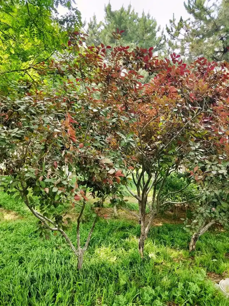 身边植物之紫叶矮樱:它不是樱花树,千万不要因为这个名字,就觉 - 抖音