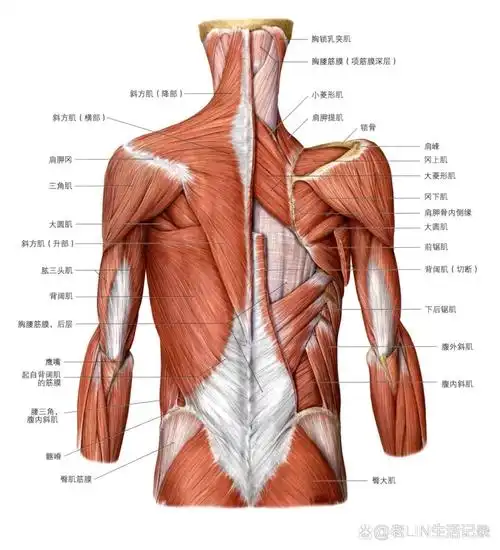 解剖笔记---肩胛提肌,菱形肌,后锯肌