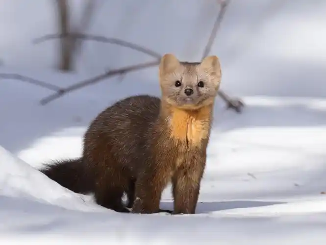 东北紫貂国家一级保护动物