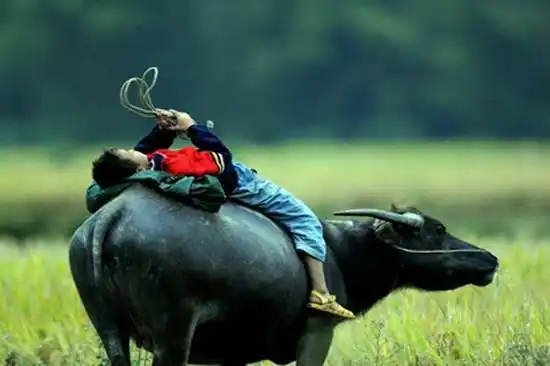 小时候农村娃放牛的照片