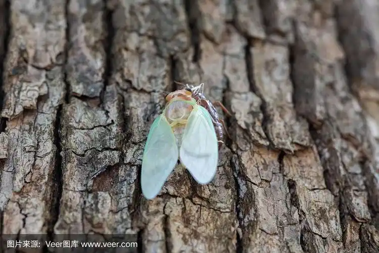 浮出水面的蝉的特写