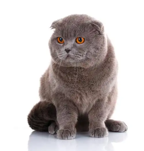 漂亮猫纯种动物绒毛状骄傲灰色大英国短毛猫头像白色背景