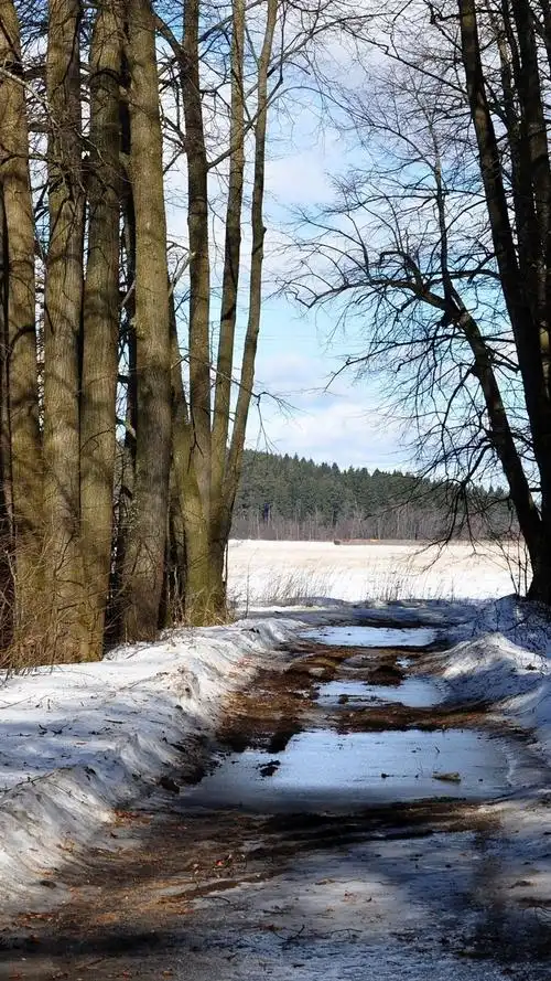 树,雪,路径,冬天 iphone 壁纸