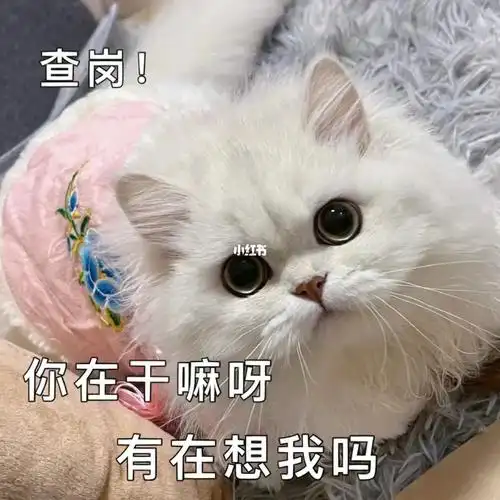 超级可爱的猫咪表情包分享来啦