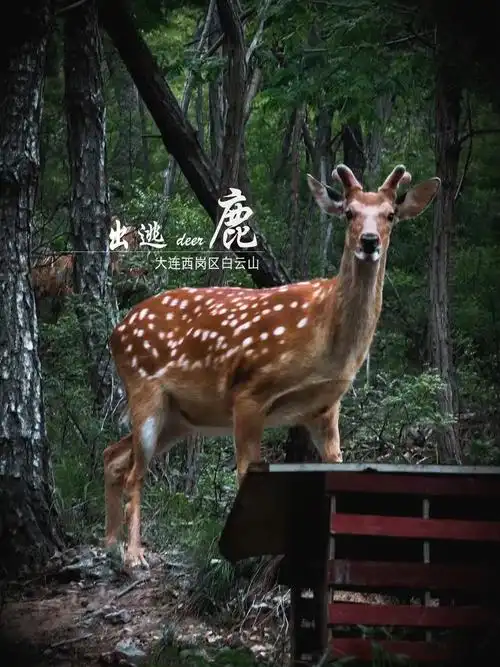 养殖梅花鹿亏钱了_梅花鹿养殖失败案例_梅花鹿养殖亏本