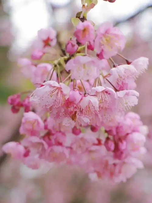 重庆南山植物园樱花开了哦拍照超好看