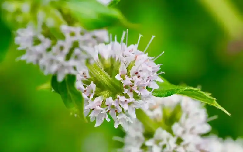 绿色养眼薄荷高清桌面壁纸