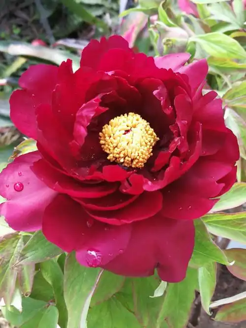 国花,牡丹花,因花卉大朵,花瓣多重,象丝绸,色泽艳丽多彩,得到世人喜爱