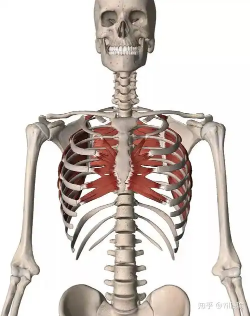 瑜伽温度课堂前锯肌的功能解剖