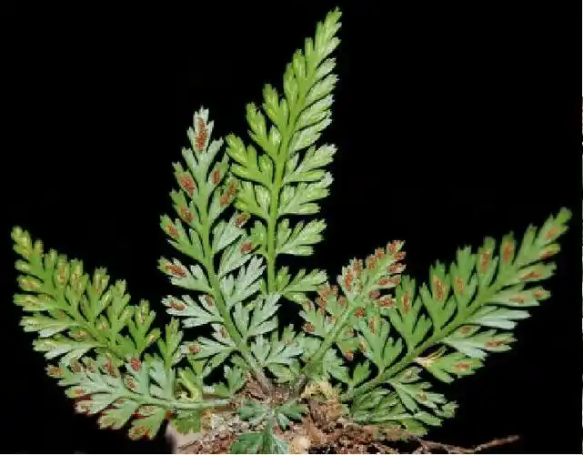 北京铁角蕨-中国云南野生蕨类植物彩色图鉴-图片