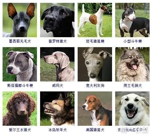 宠物狗品种图片大全178个狗品种大全