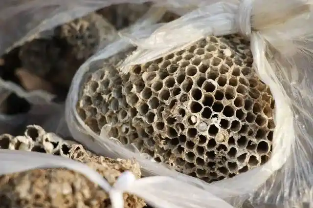 很多人不敢碰的马蜂窝 农村小贩靠它年入五六万