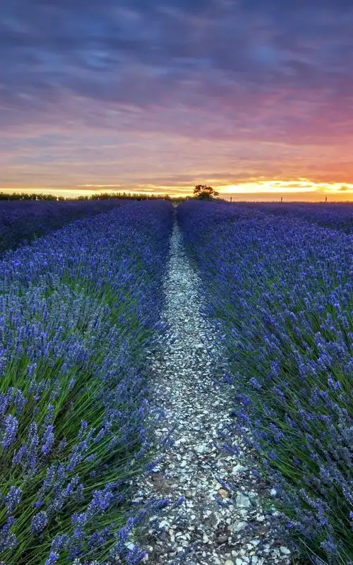 秋季唯美清新薰衣草浪漫风景手机壁纸