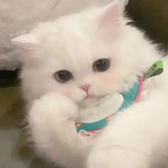 萌宠头像 #萌宠头像大全可爱猫 #头像分享  - 抖音