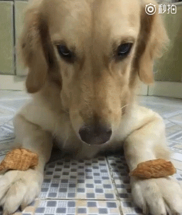 狗狗怒视搞笑萌宠gif动图_动态图_表情包下载_soogif