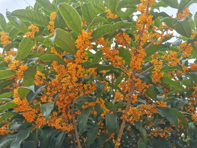 天气忽冷忽热桂花树又开花了