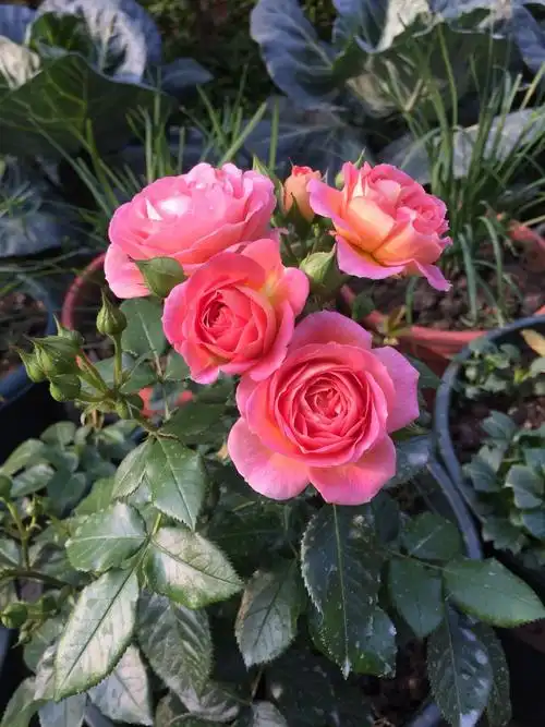 叫"小魔女甜心"(péché mignon),是一款微型月季花,国外玫瑰花育种