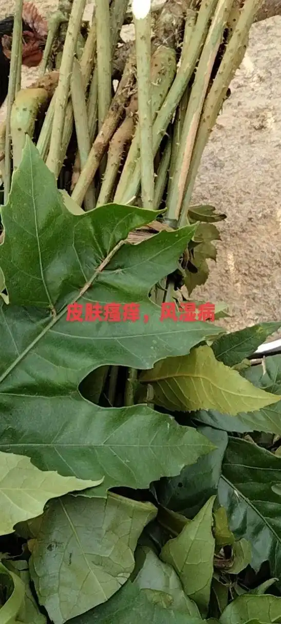 吕氏调养堂 #皮肤病 #风湿 #草药 #广西 皮肤瘙痒,风 - 抖音
