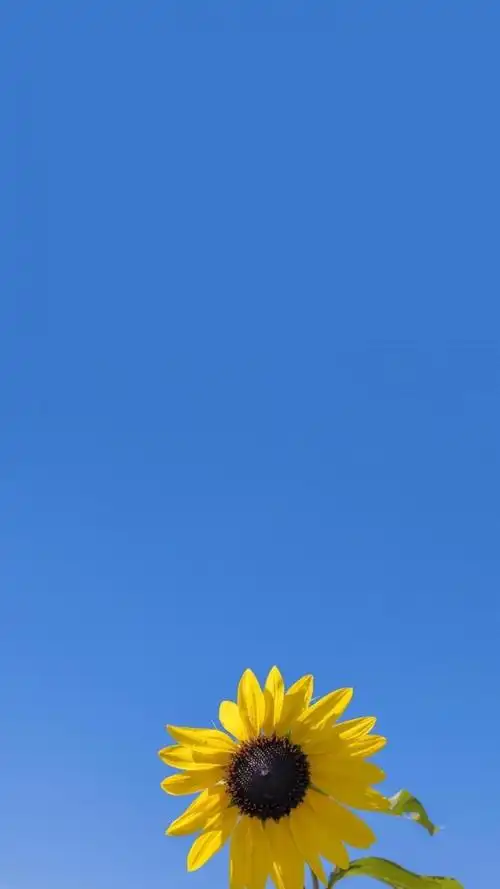 小清新迷人的向日葵风光,锁屏图片,手机壁纸,植物-回车桌面