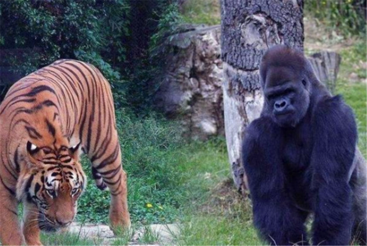 银背大猩猩遇到老虎会是什么结局呢