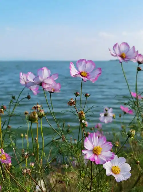 滇池湖畔的波斯菊.2020年10月11日