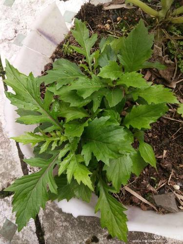 其它 也说那些叫三七的 写美篇景天三七  费菜,土三七;;旱三七