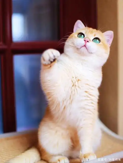 金渐层,被称为"招财猫",你舍得它在户外流浪吗?