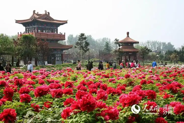 绽放国色天香 第34届中国洛阳牡丹文化节4月5日开幕 - 洛阳城事 - 大
