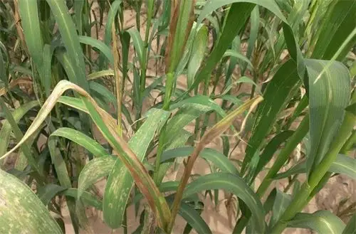 谷子白发病防治措施