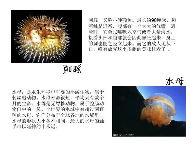 奇妙的海洋生物 刺豚,又称小硬颚鱼.