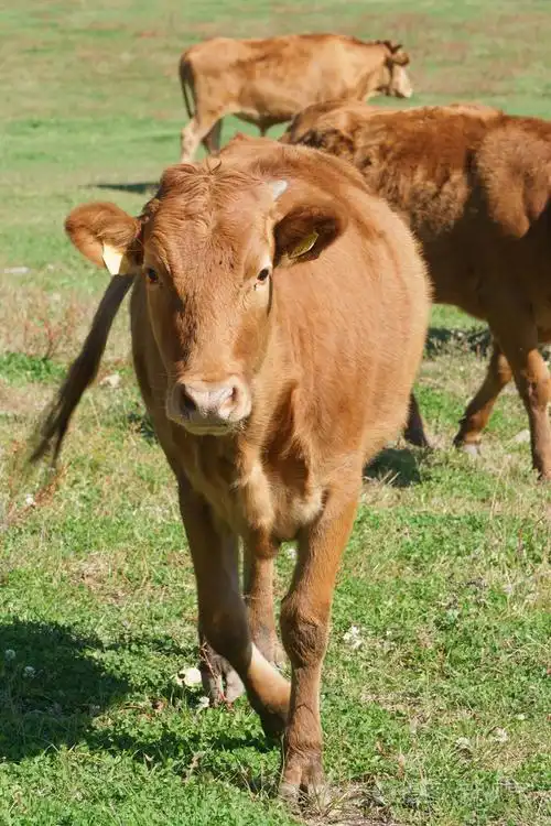 韩国本土牛字段中