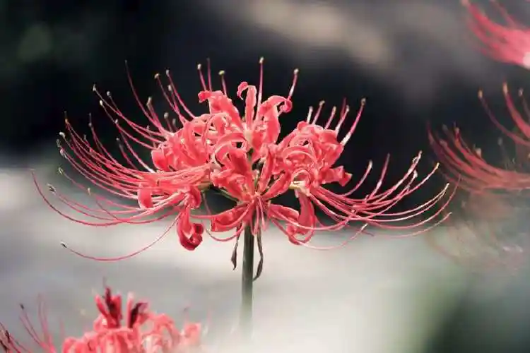 传说忘川河畔的彼岸花,绝美异常,但是要远离!