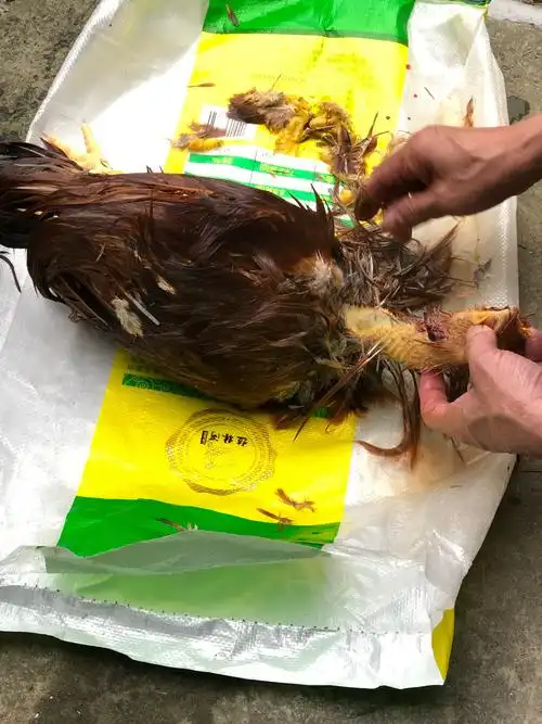将鸡从桶中取出开始拔毛