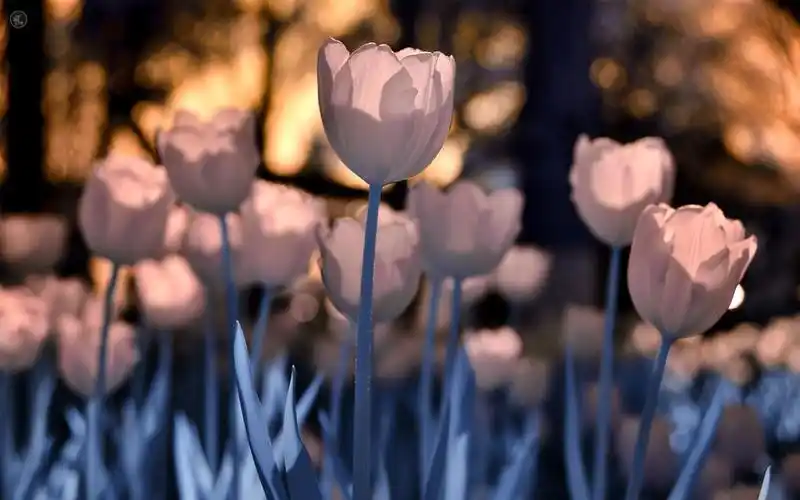 唯美郁金香花海风景图片桌面壁纸高清大图预览1920x1080_风景壁纸下载