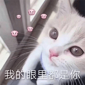 萌宠猫咪猫喵星人我的眼里都是你撩gif动图_动态图_表情包下载_soogif