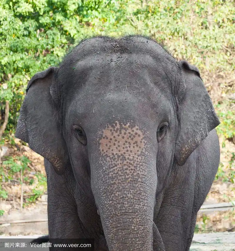 大象近正面视图